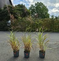 3× Miscanthus sinensis «Cosmopolitan» – Edles Ziergras