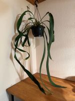 Anthurium vittarifolium