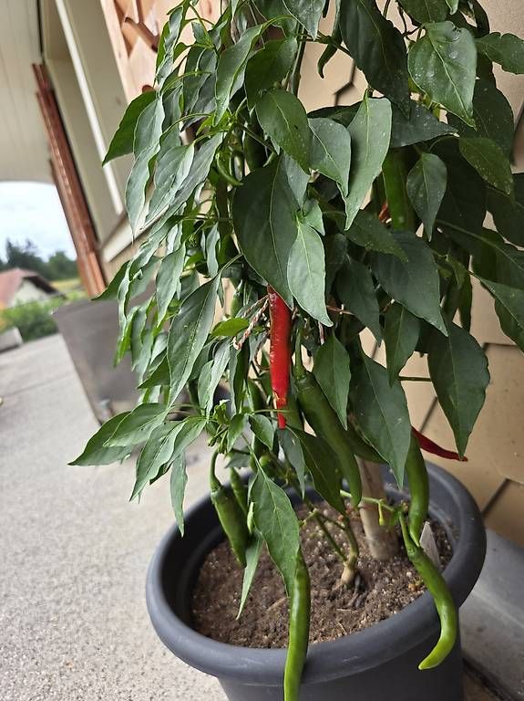 Piante & sementi: Peperocini  – Usato da Werthenstein venduto da aba_2qmt 3