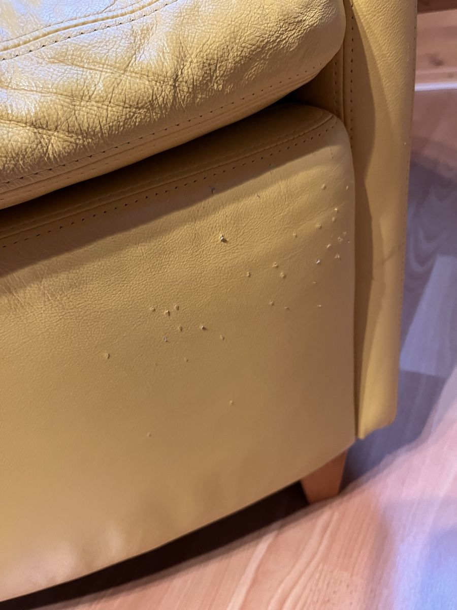 Sedie: Leder Stuhl  – Usato da Niederwil AG venduto da Xirt65 3
