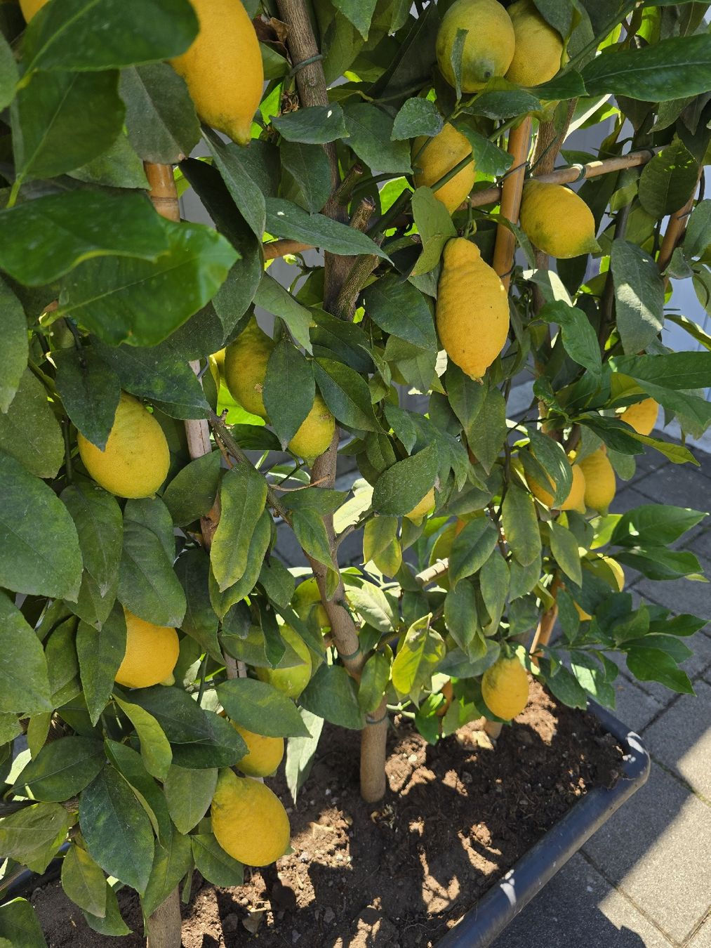 Piante & sementi: Mediterranen Blickfang echter Zitronenbaum Sichtschutz – Usato da Aarburg venduto da popkorn65 3