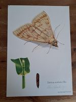 Max Heuberger orig. sign.: Ostrinia nubilalis Hbn. 1976