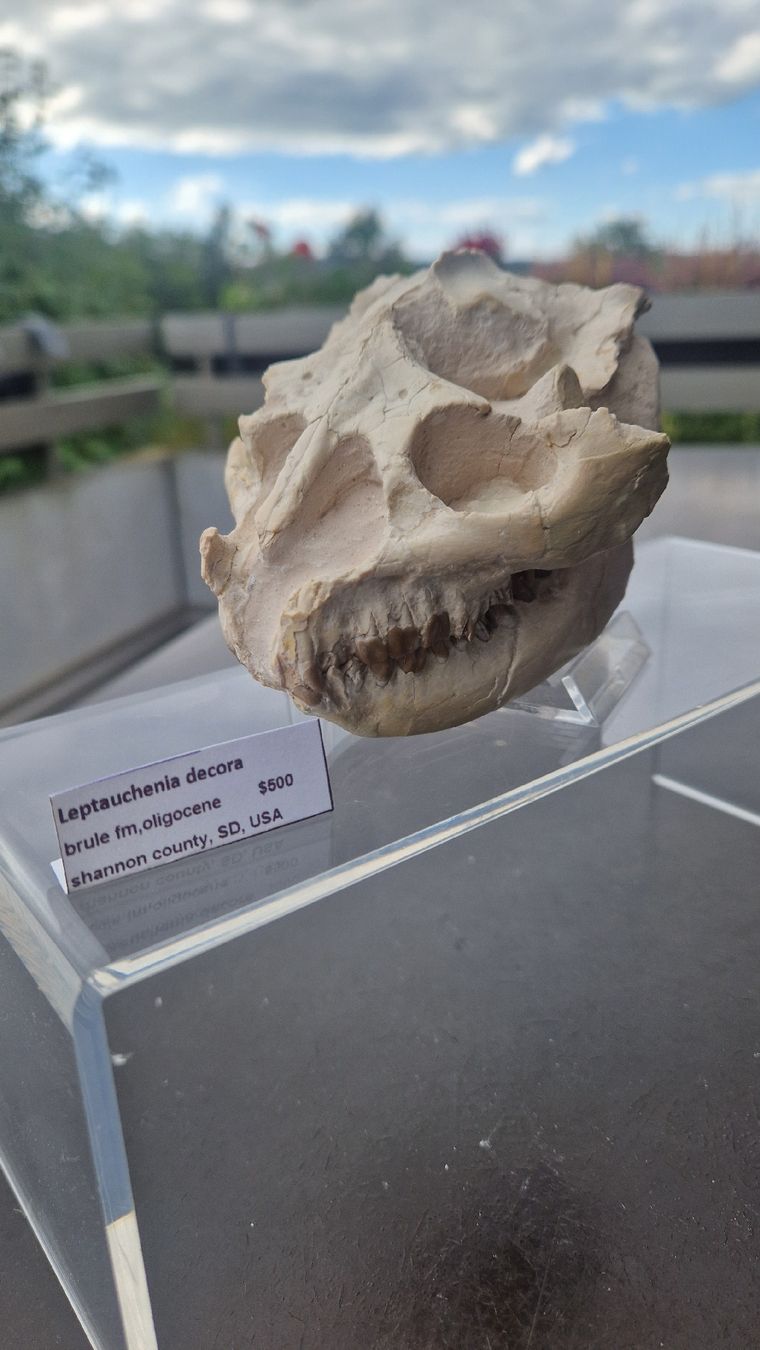 Fossilien: Fossiler Laptauchenia decora – Gebraucht aus Niederhasli von rehauge01 1