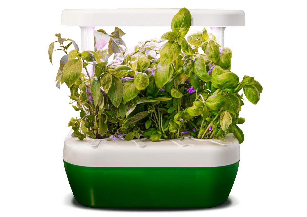 Altro: GrowBorg indoor AI-driven garden – Nuovo (secondo la descrizione) da Zürich venduto da Interactions