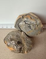 Trilobite   Fossil aus Marokko    UNIKAT Trilobit