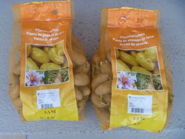 Saatkartoffeln Pflanzkartoffeln festkochend