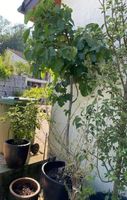 Feigenbaum Topf Feige ficus Baum Blumen Pflanzen
