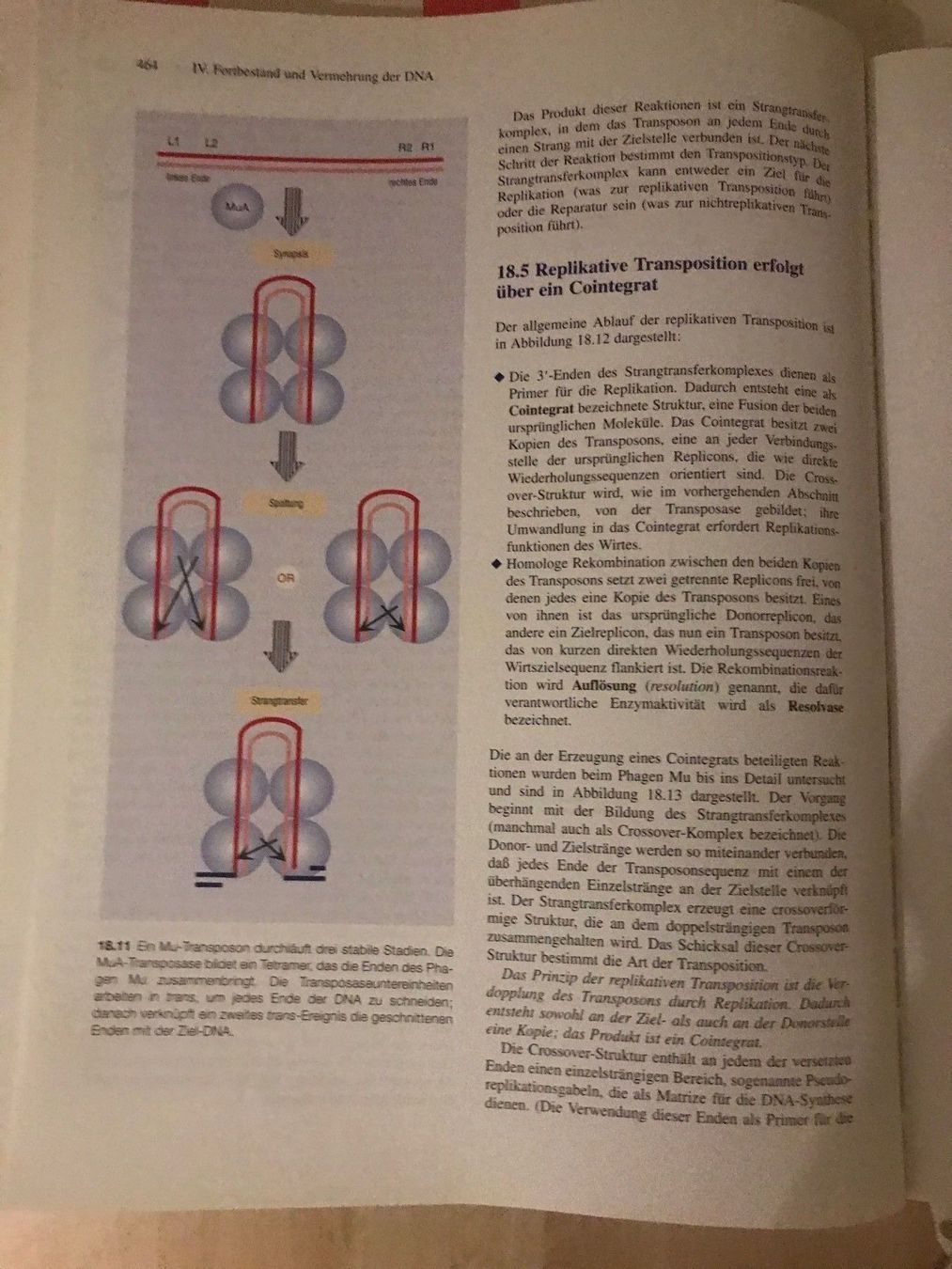 Libri: Molekularbiologie der Gene – Usato da Glattpark-Opfikon venduto da Anahita-R 3