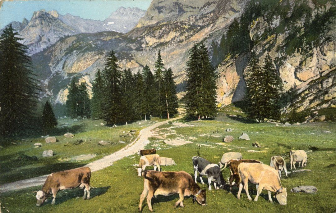 Cartes postales: Necker   SG  -   Alpweide  /  Poststempel:  NEKER    um 1915 – D'occasion à Brig par Valcards54
