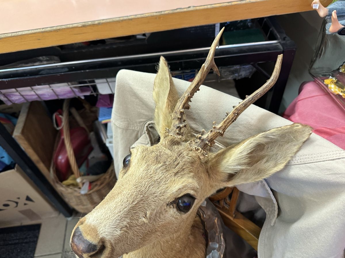 Il mondo degli animali: Rehbock Jagdtrophäe, – Usato da Chur venduto da Meriva0 1