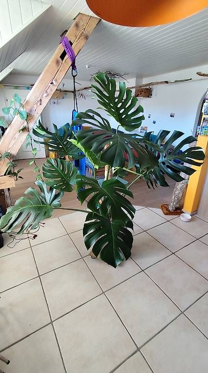Pflanzen & Samen: Wunderschöne große Monstera  – Gebraucht aus Flurlingen von thinkfree 1