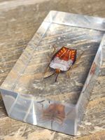 Wunderschöner alter Briefbeschwerer Nr 2