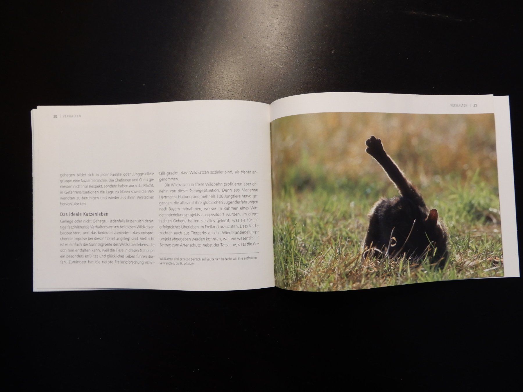 Libri: Wildkatzen Broschüre: Scheue Schatten – Usato da Erstfeld venduto da Mario_boe0 7
