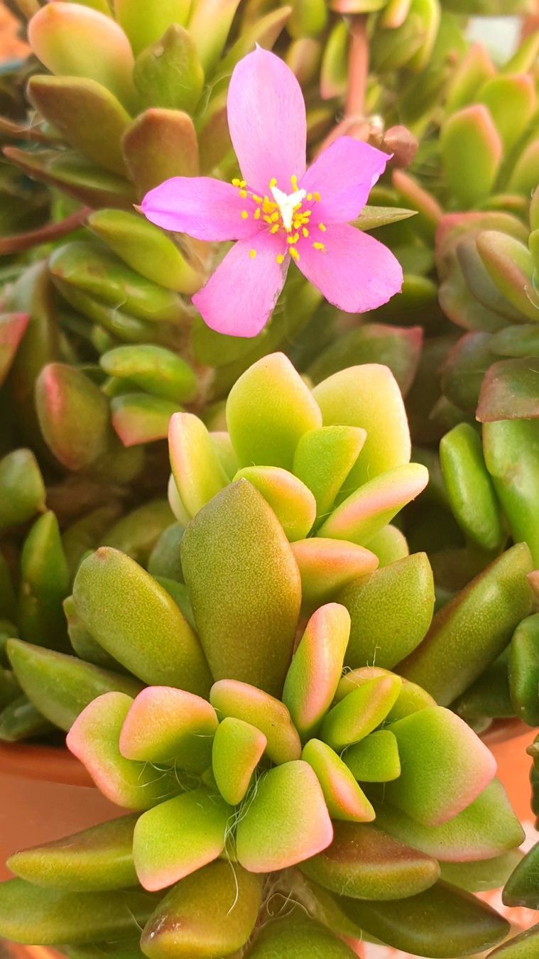 Piante & sementi: Anacampseros telephiastrum variegata 'Sunrise' Samen – Nuovo (secondo la descrizione) da Zürich venduto da The_Plant_Wizard 1