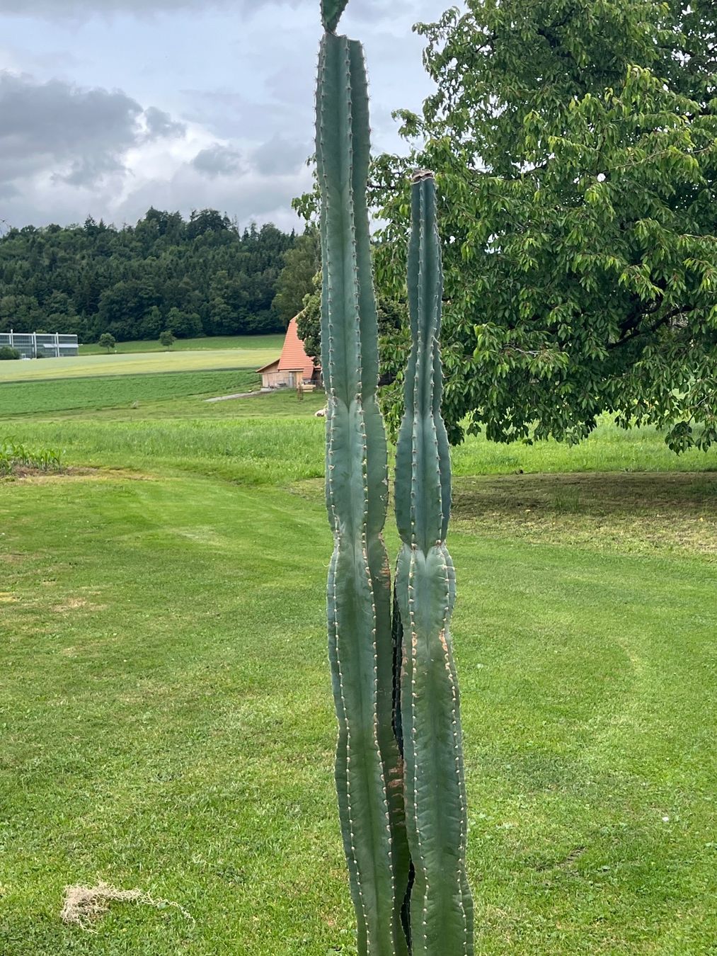 Piante & sementi: Cereus Säulenkaktus – Usato da Allmendingen b. BE venduto da juair 3