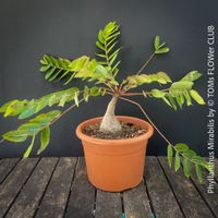 Phyllanthus Mirabilis - einzigartige "Buddha Belly Plant"