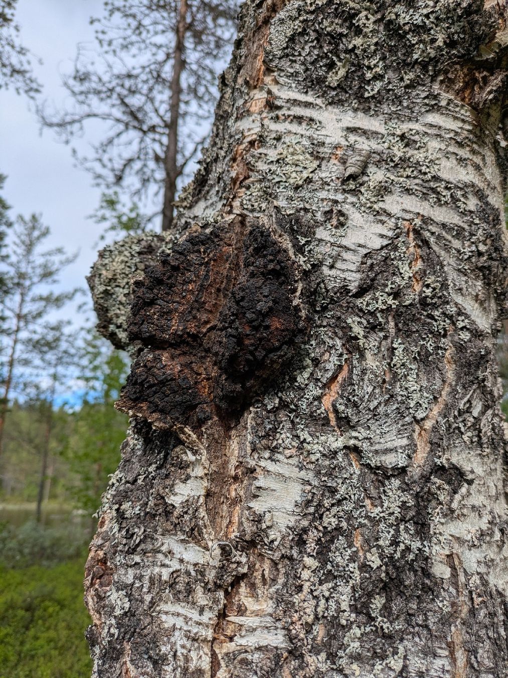 Cibi & Specialità: 200g Chaga Pilz Tee – Nuovo e nell'imballaggio originale da waldenburg venduto da vr161069 4