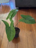 Syngonium Mojito (1)