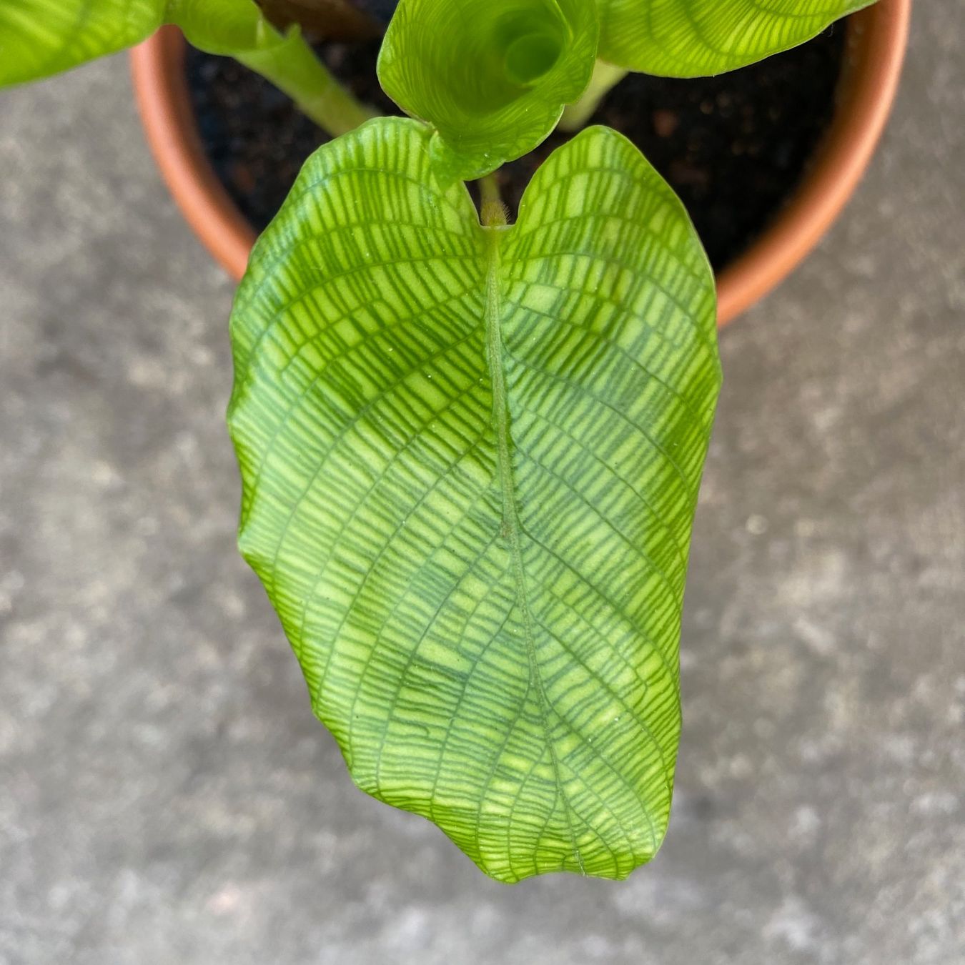 monstera mint deliciosa Monstera deliciosa variegata 'Mint' Baby