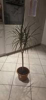 Dracaena marginata