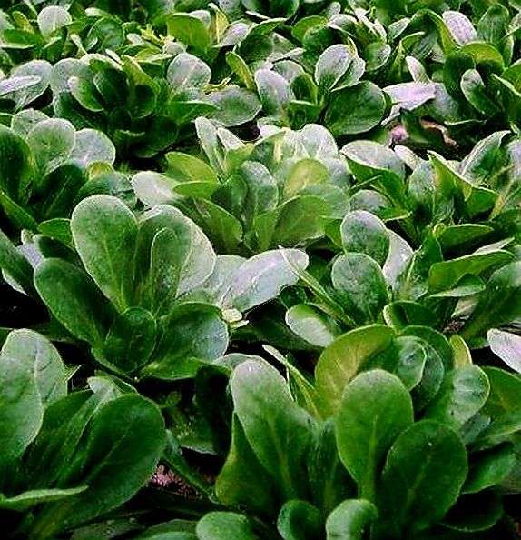 Pflanzen & Samen: 50 Samen Graines Semi Seeds  FORMENTINO BIO – Neu und originalverpackt aus Rovio von POSITIFFARTandPLANTS 1