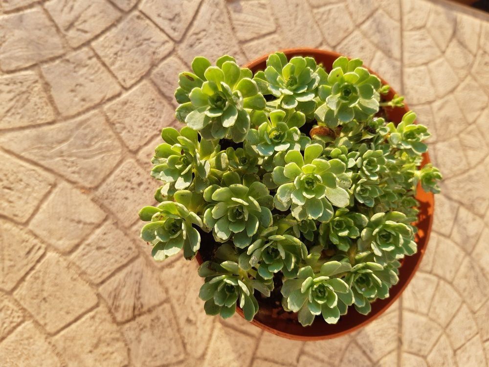 Piante & sementi: Rosenkugel Sedum Bodendecker blüht hellrosa – Usato da Ibach venduto da chaemilochhobbygarte 1