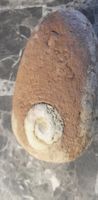 Pietra con fossile, un pezzo di storia naturale!