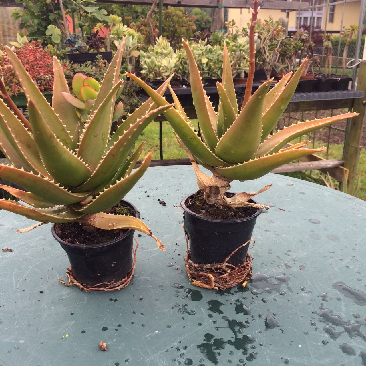 Piante & sementi: Aloe arborescens – Nuovo (secondo la descrizione) da Vinelz venduto da Wellensittich55 3