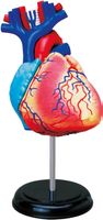 Anatomie des Herz, realistisches Modell 31 Teilig