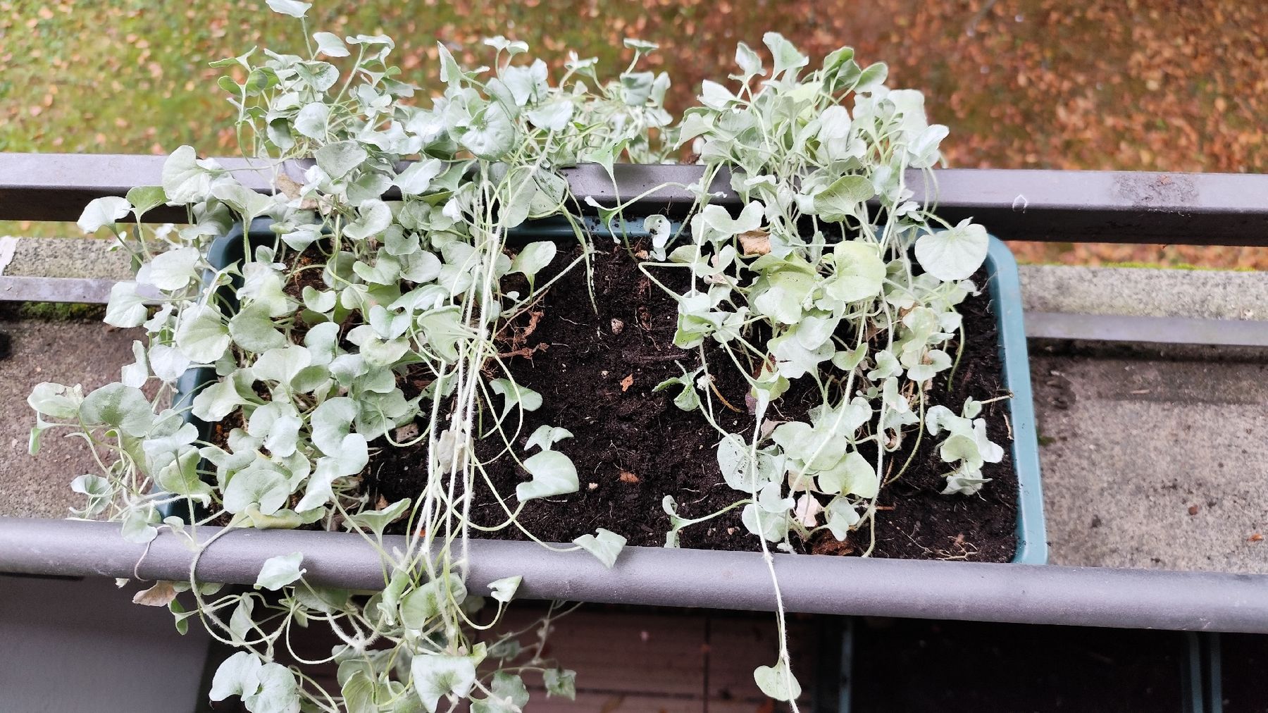 Pflanzen & Samen: Silberregen (Dichondra argentea) – Gebraucht aus Bern von Meeresalgen 4