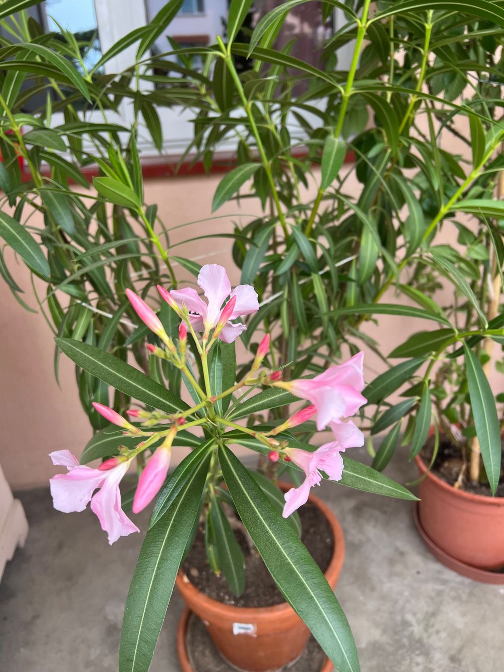 Pflanzen & Samen: Oleander rosafarben – Gebraucht aus Allschwil von wieder-hirsch