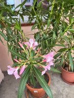 Oleander rosafarben