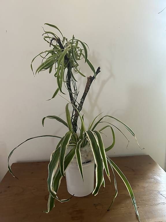 Plantes & graines: Grünlilie  – D'occasion à Frauenfeld par Irene.Schuppli