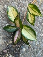 Hoya carnosa tricolor, grosse Pflanze