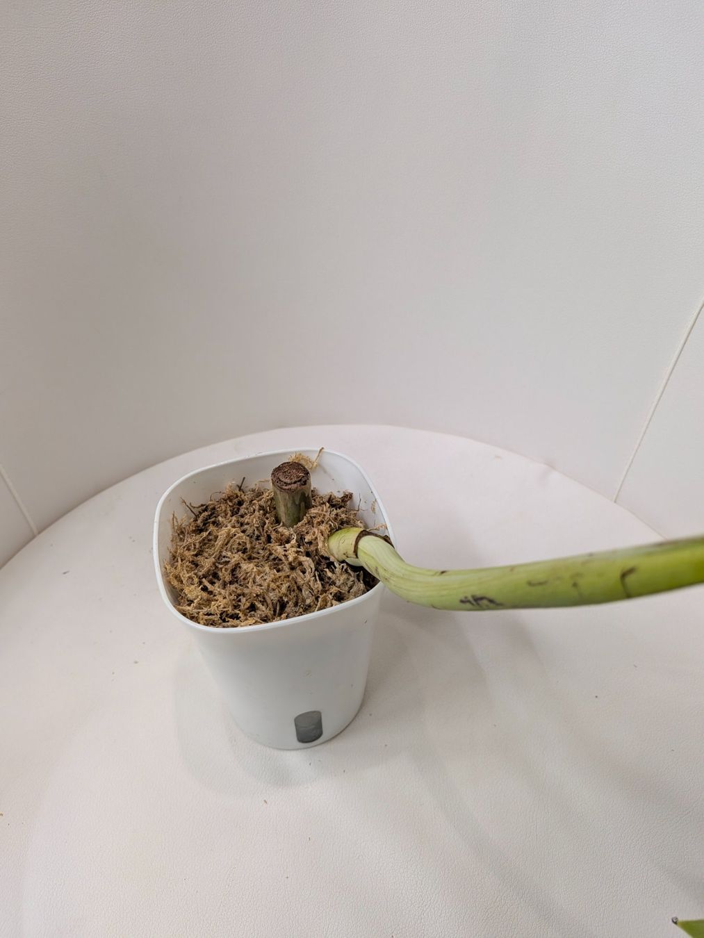 Piante & sementi: Bouture Monstera Delicosa Sieranna – Usato da Genève venduto da Venellah 2