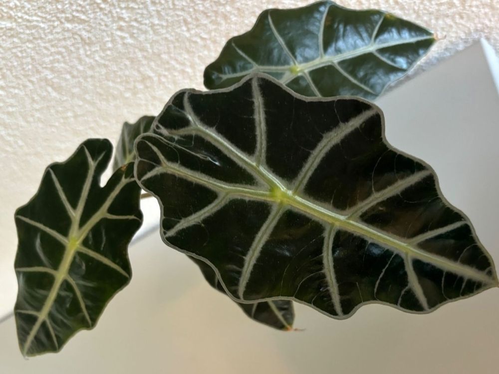 Alocasia in Erde Kaufen auf Ricardo
