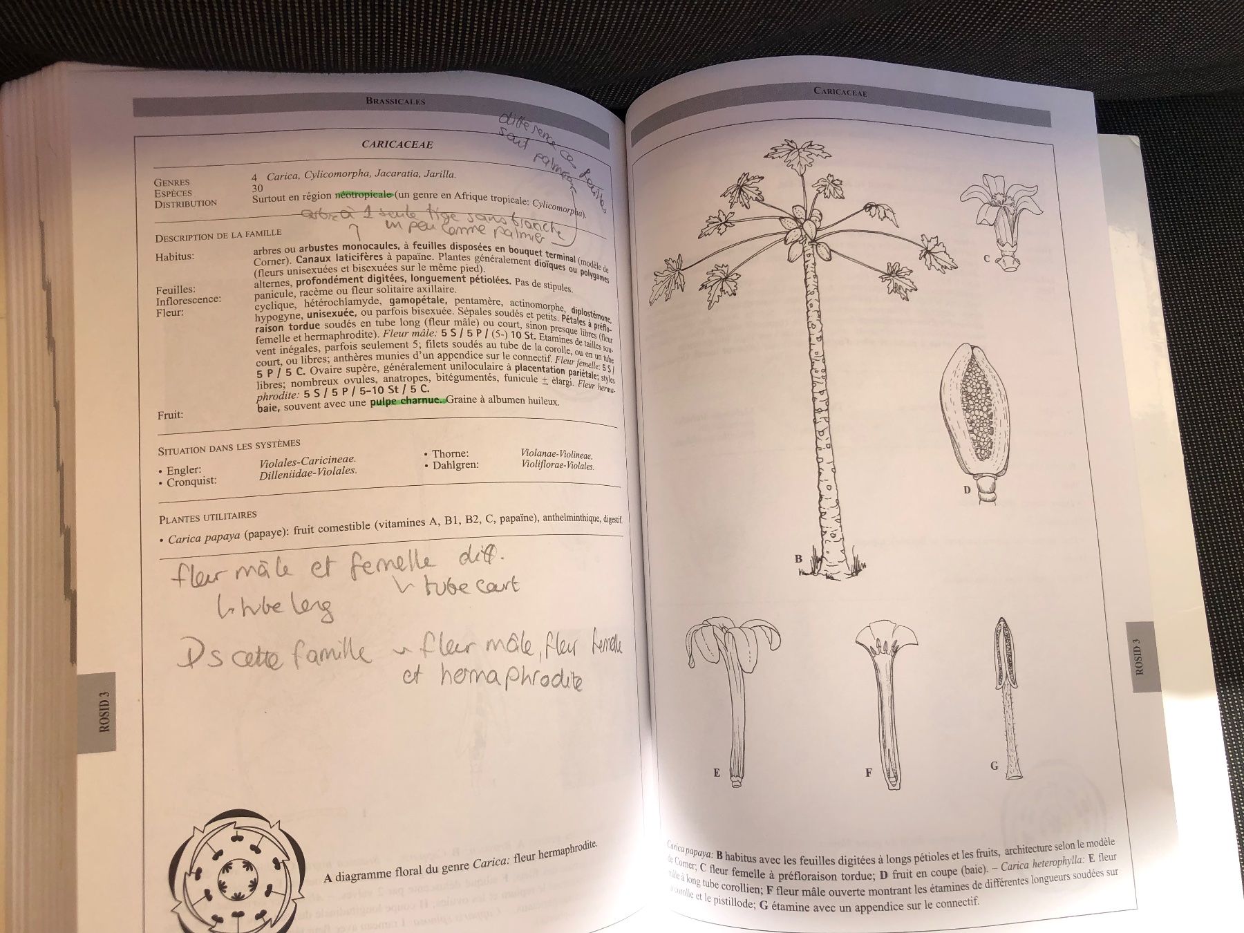 Libri: Botanique systématique des plantes à fleurs – Usato da Bernex venduto da joe_6dn9 5