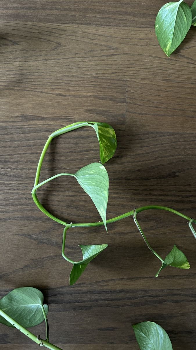 Efeutute Pothos Hydrokultur (Gebraucht) in Mnsingen fr CHF 50  nur  Abholung auf Ricardo kaufen