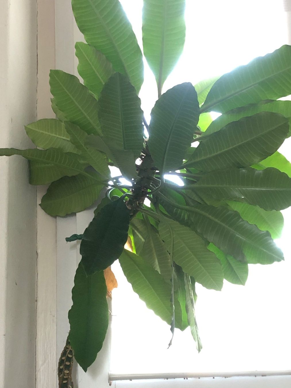 Plantes & graines: Kaktus Palme 100 cm – Neuf (Voir description) à Zürich par peterle01