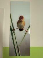 Glas-Wandbild «Vogel auf Schilf» – Modernes Designbild