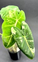 🌿 Alocasia Frydek Variegata #1