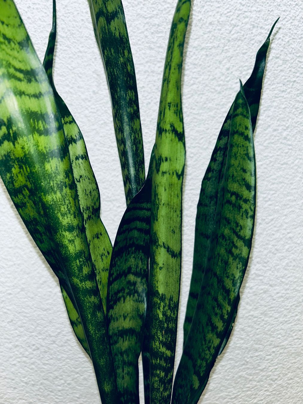 Piante & sementi: Sansevieria Zeylanica Plant 83 cm – Usato da Kilchberg ZH venduto da malibubeach 4