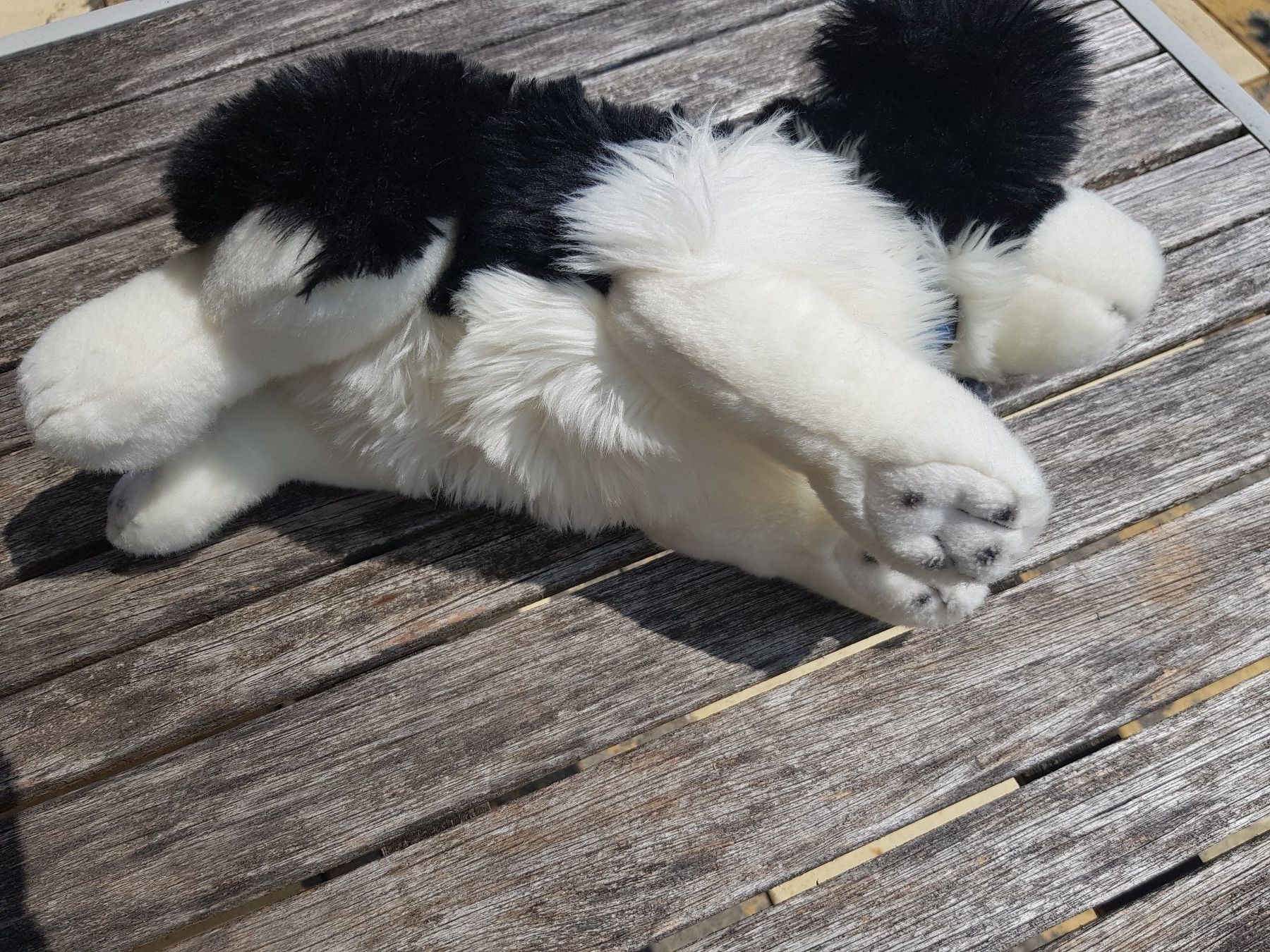 Spielzeuge: Plüschhund schwarz/weiss – Gebraucht aus Jona von dampfnuggi 2