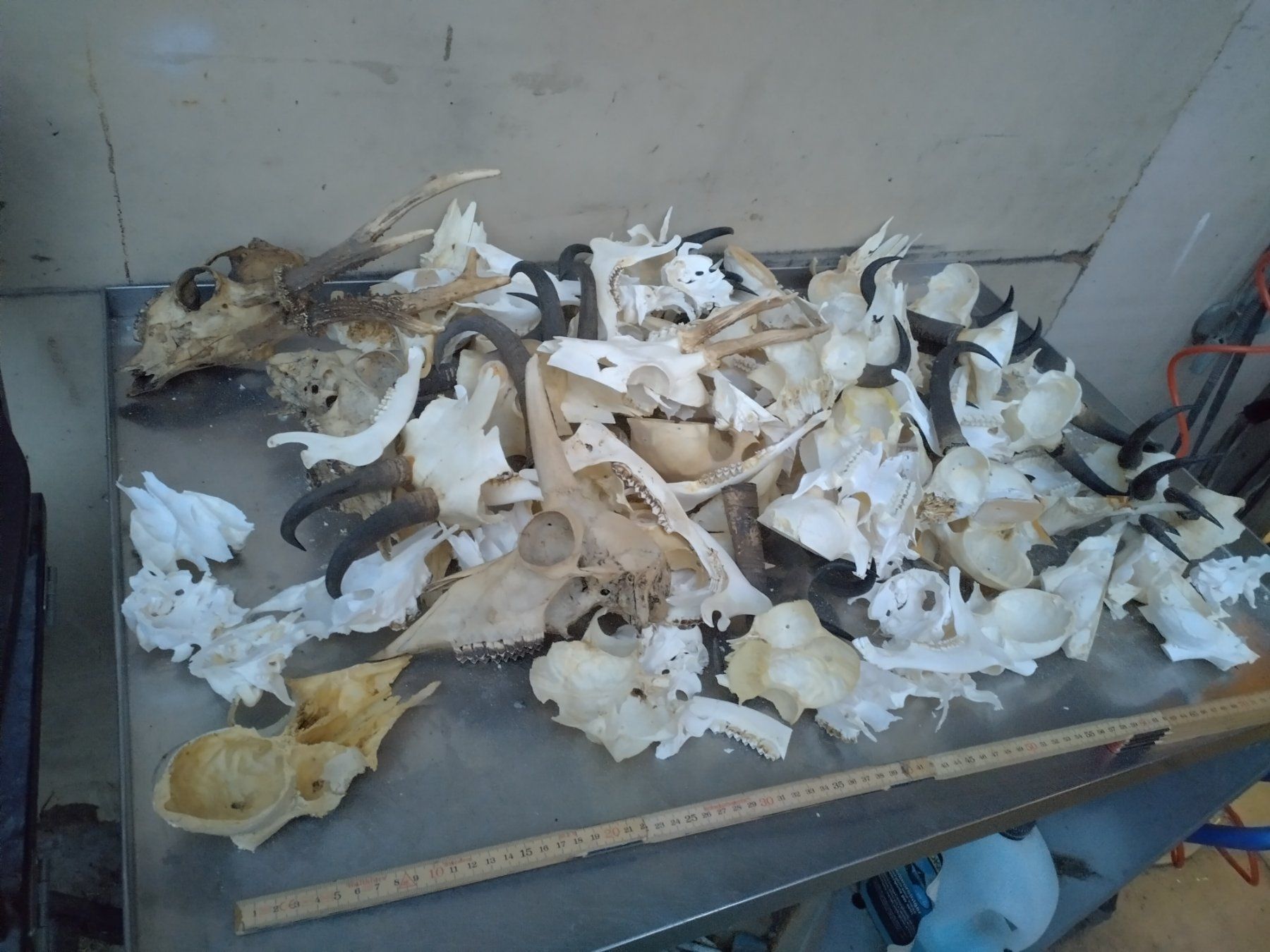 Welt der Tiere: Schädel Sammlung, Tierknochen, Jagdtrophäen, Deko, ab 1.- – Gebraucht aus Wettingen von Bwalti 2