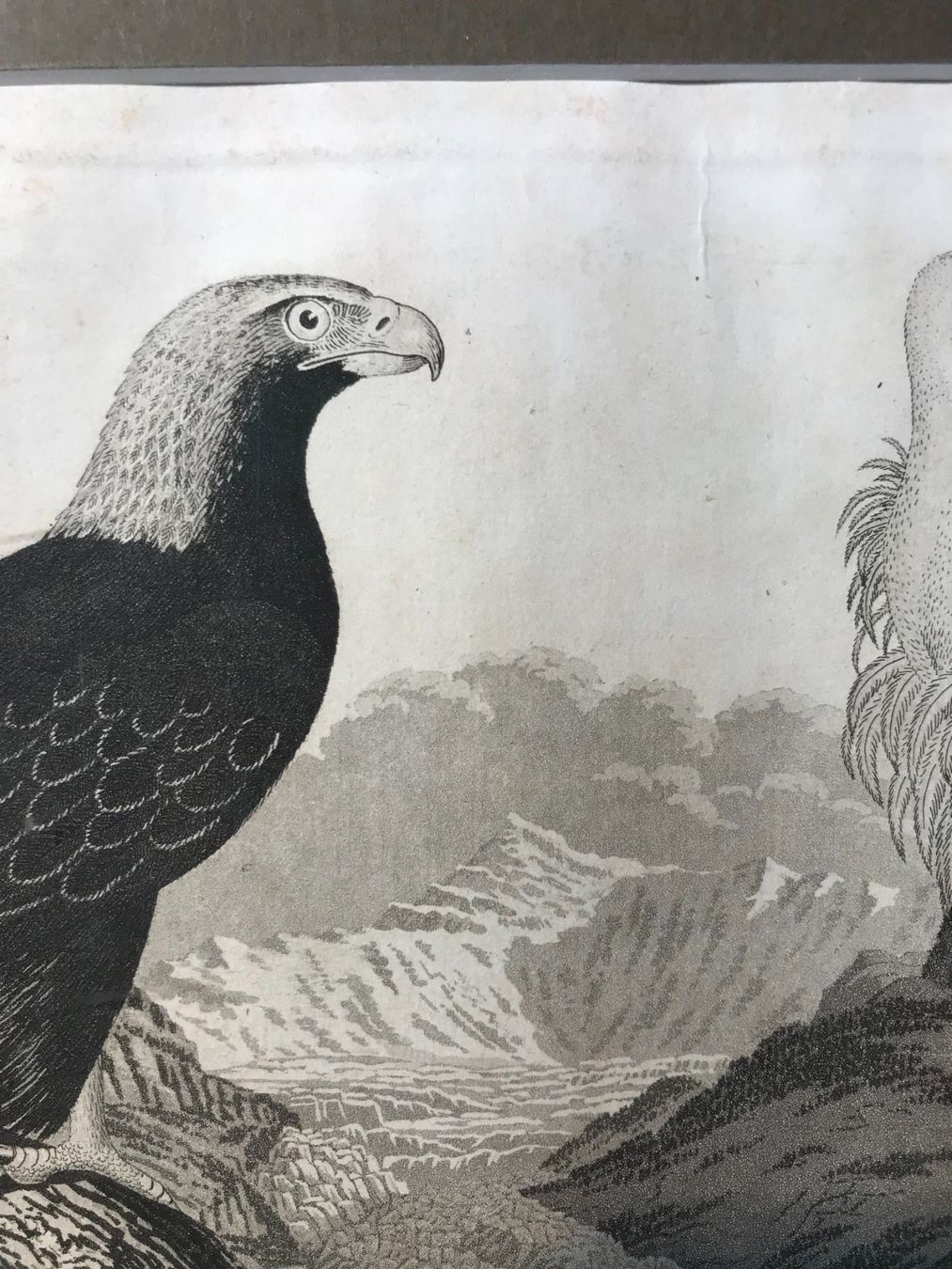 Incisioni: Planche naturelle gravure de J. Kull – Usato da Winterthur venduto da SilverFR 4