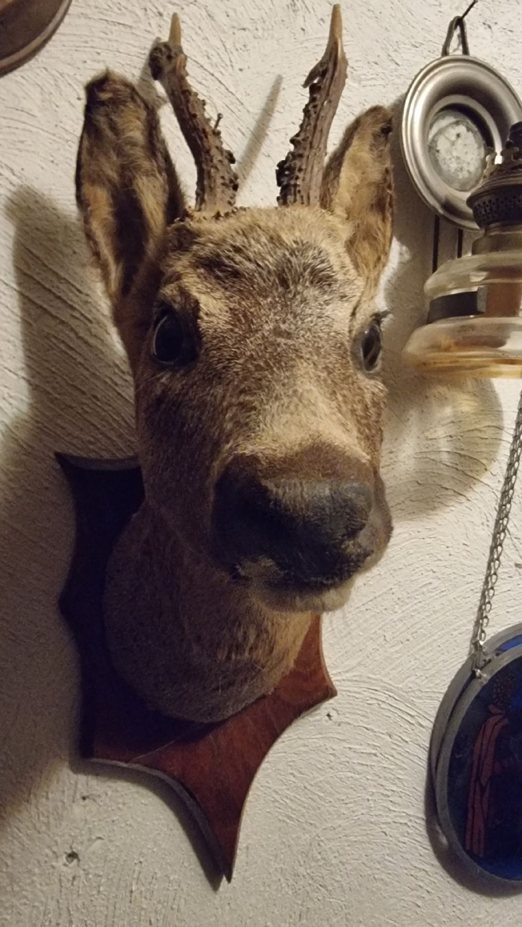 Il mondo degli animali: Reh – Usato da Sils im Domleschg venduto da platin01 4