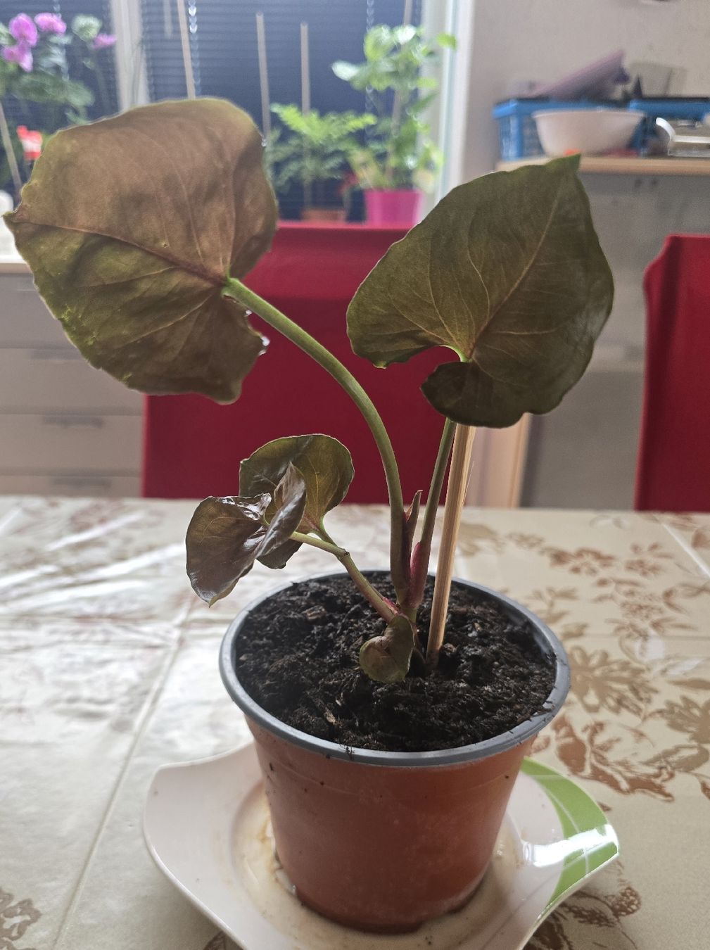 Piante & sementi: Syngonium stowberry ice – Usato da Biberist venduto da Giveme