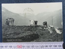 Viehherde auf der Furka Uri Ak 1907
