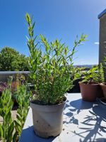 Balkon-/Terrassenpflanze: Blutweiderich