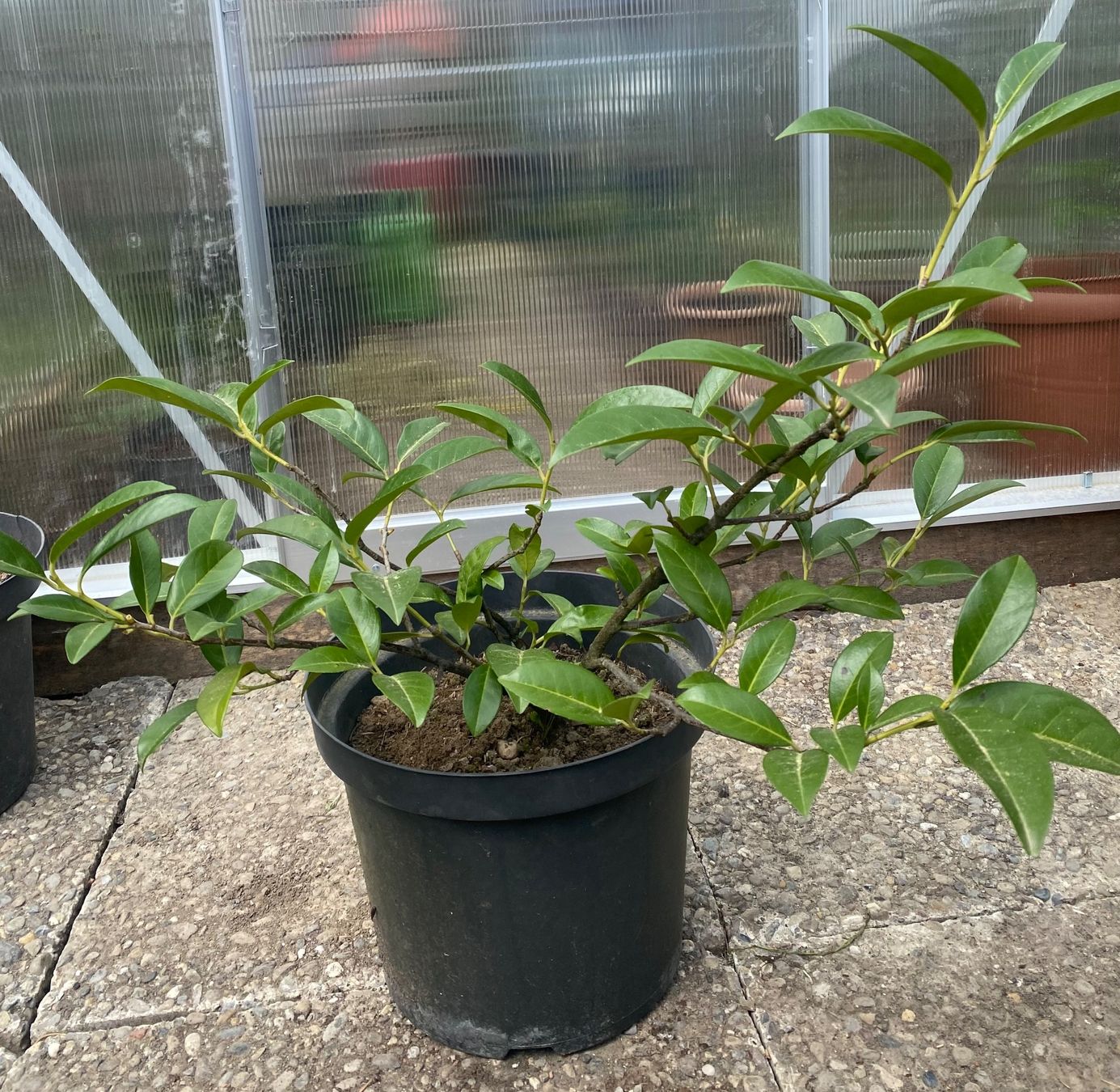 Piante & sementi: Wild Lorbeer. Ca 40 cm – Usato da Madetswil venduto da Belka19